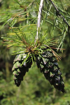 Pinus armandii - borovice Armandova - šišky